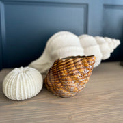 Cream Ceramic Shell Shaped Pot Glazed B