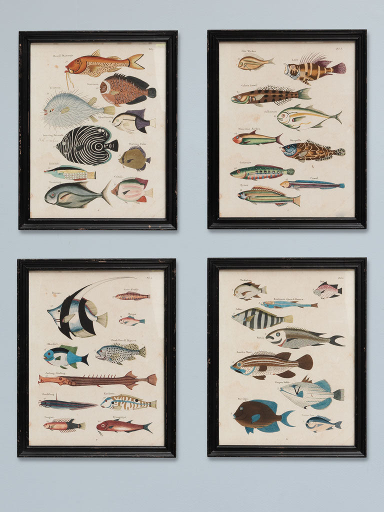 Set of 4 Multicoloured Fish Frames