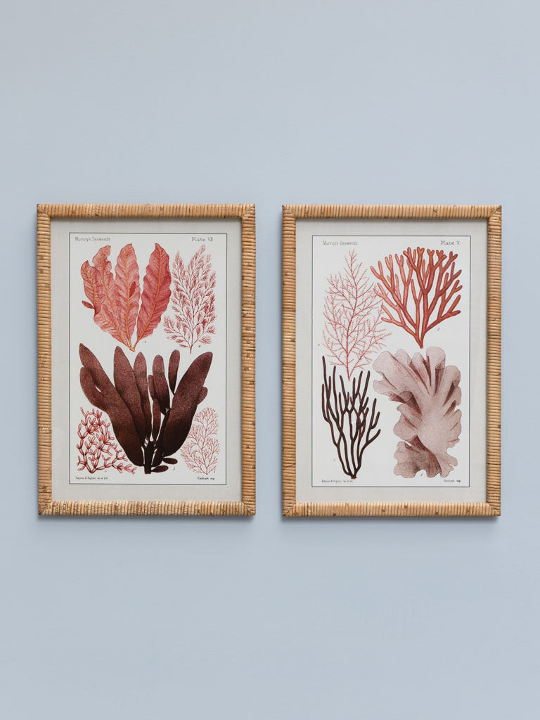 Set of 2 Multicoloured Coral Frames