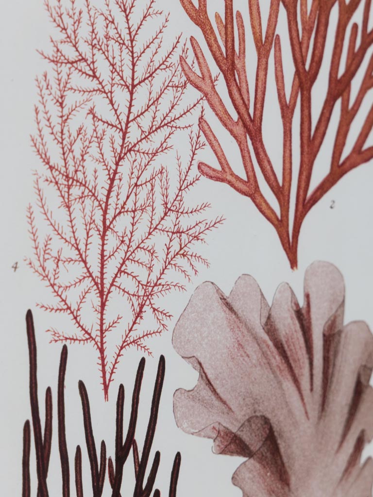 Set of 2 Multicoloured Coral Frames