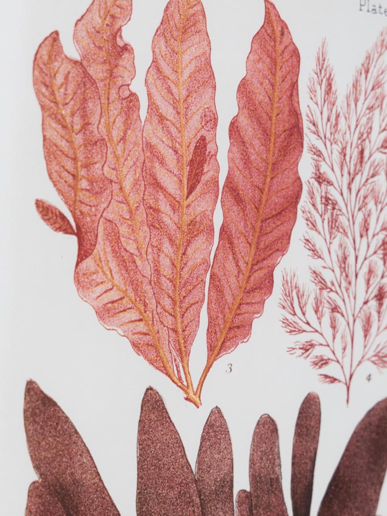 Set of 2 Multicoloured Coral Frames