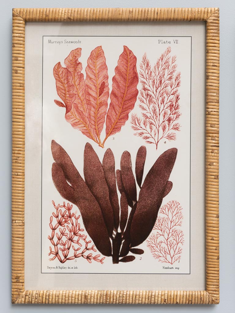 Set of 2 Multicoloured Coral Frames