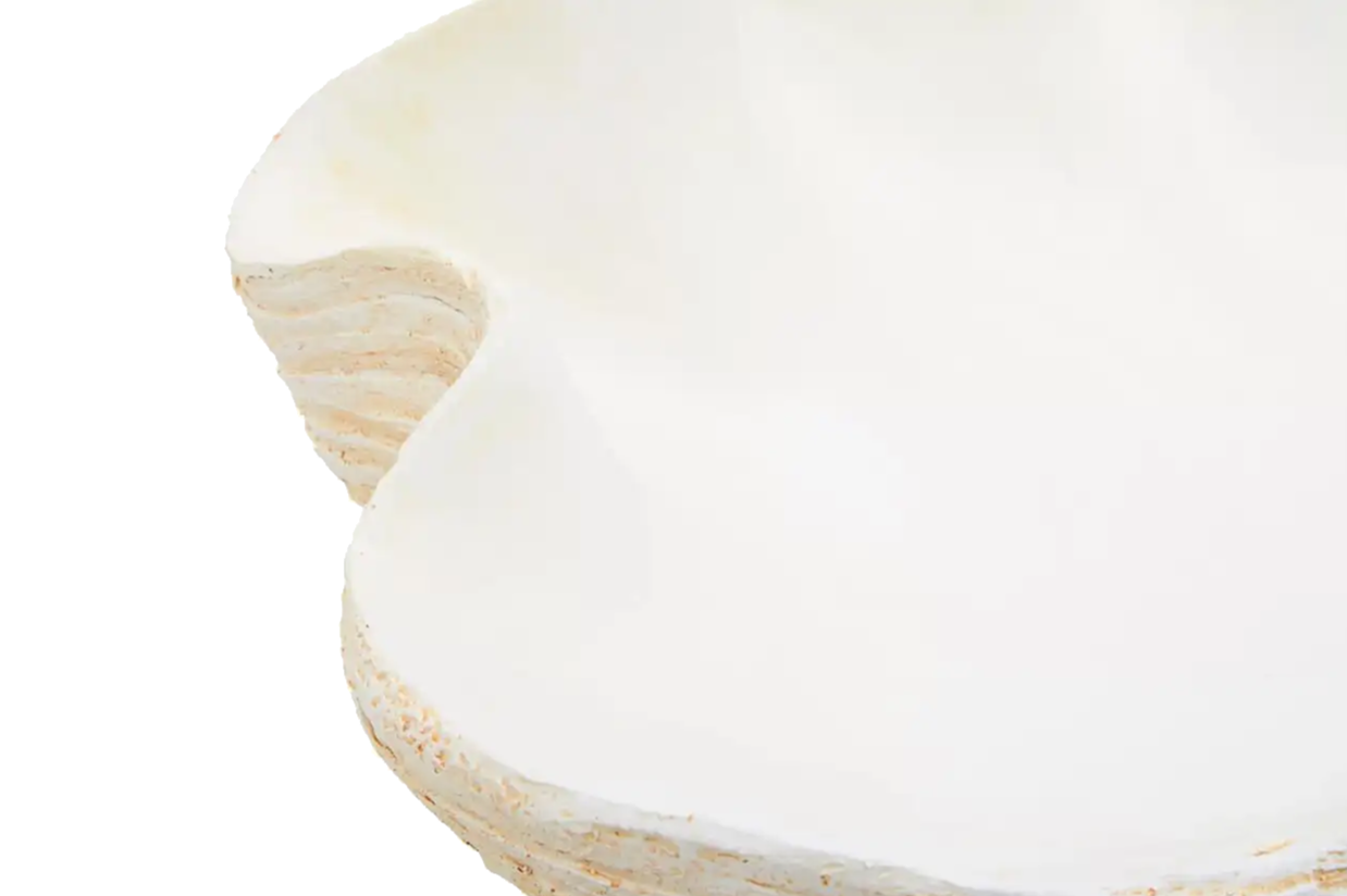 Large Clam Shell Bowl
