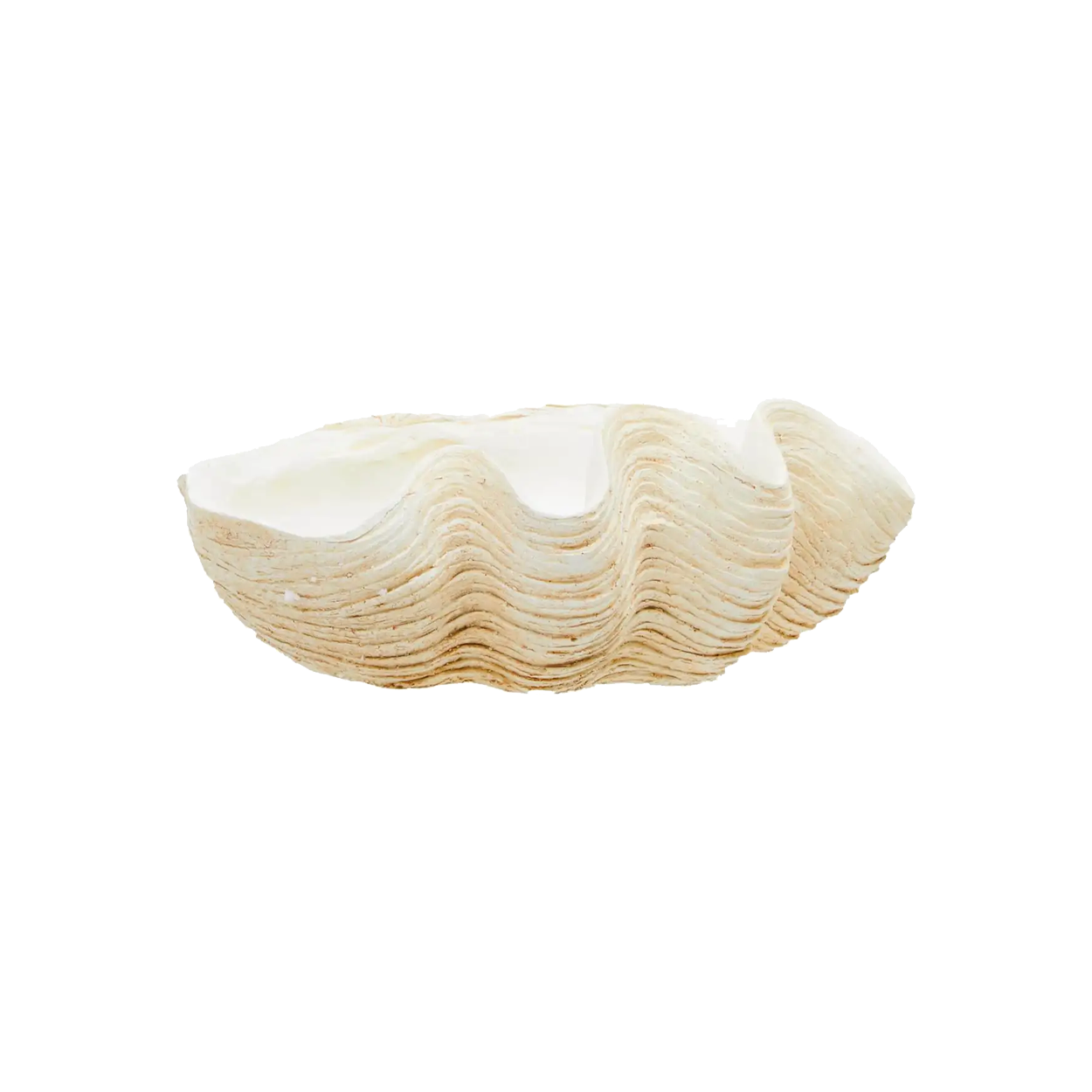 Large Clam Shell Bowl
