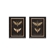 Set of 2 Butterfly Frames