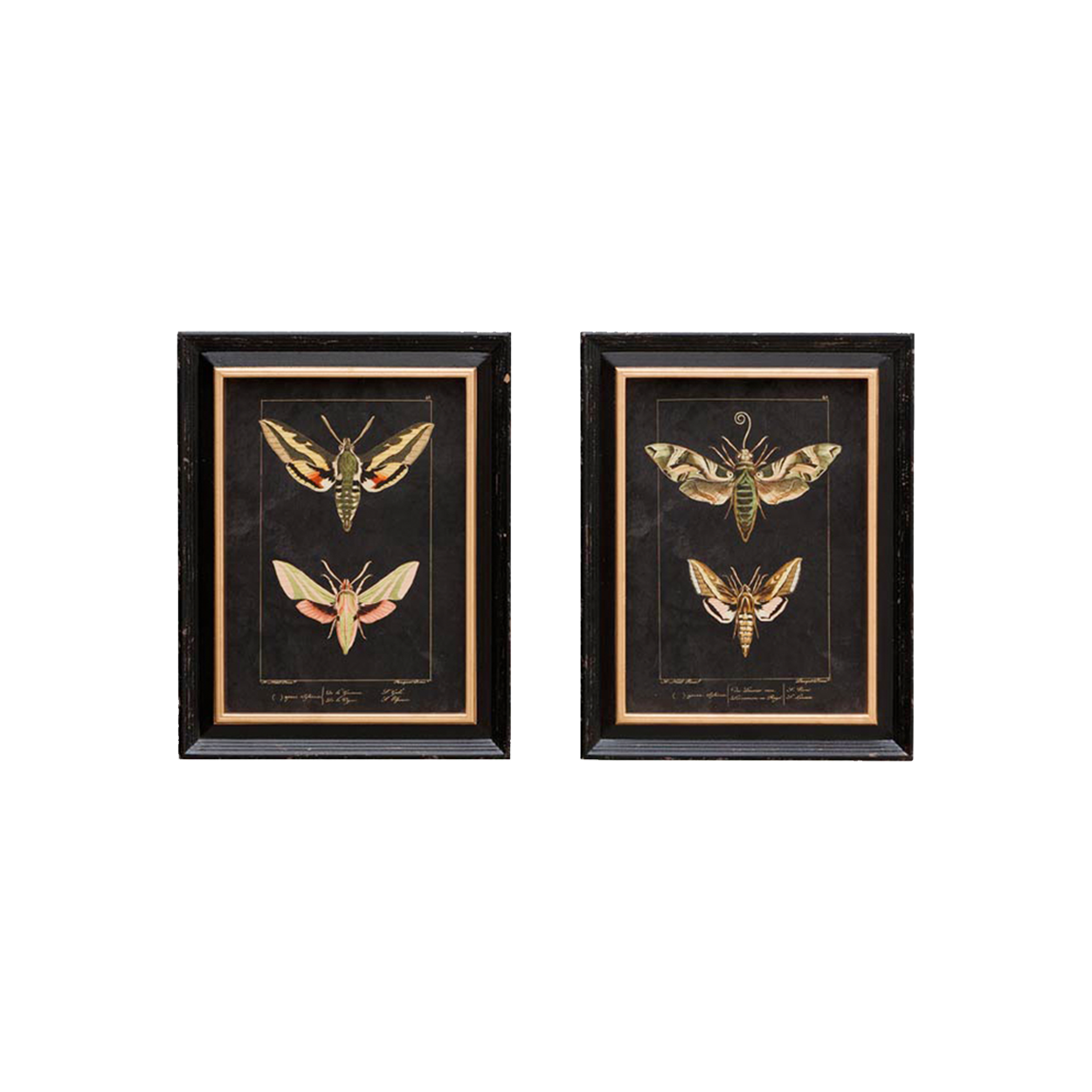 Set of 2 Butterfly Frames