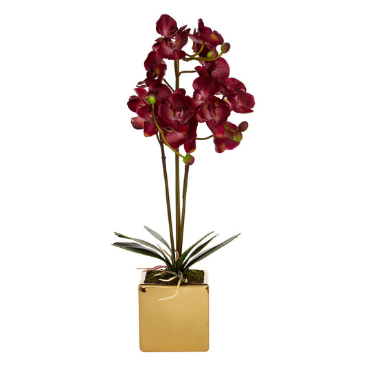 Aubergine & Gold Orchid