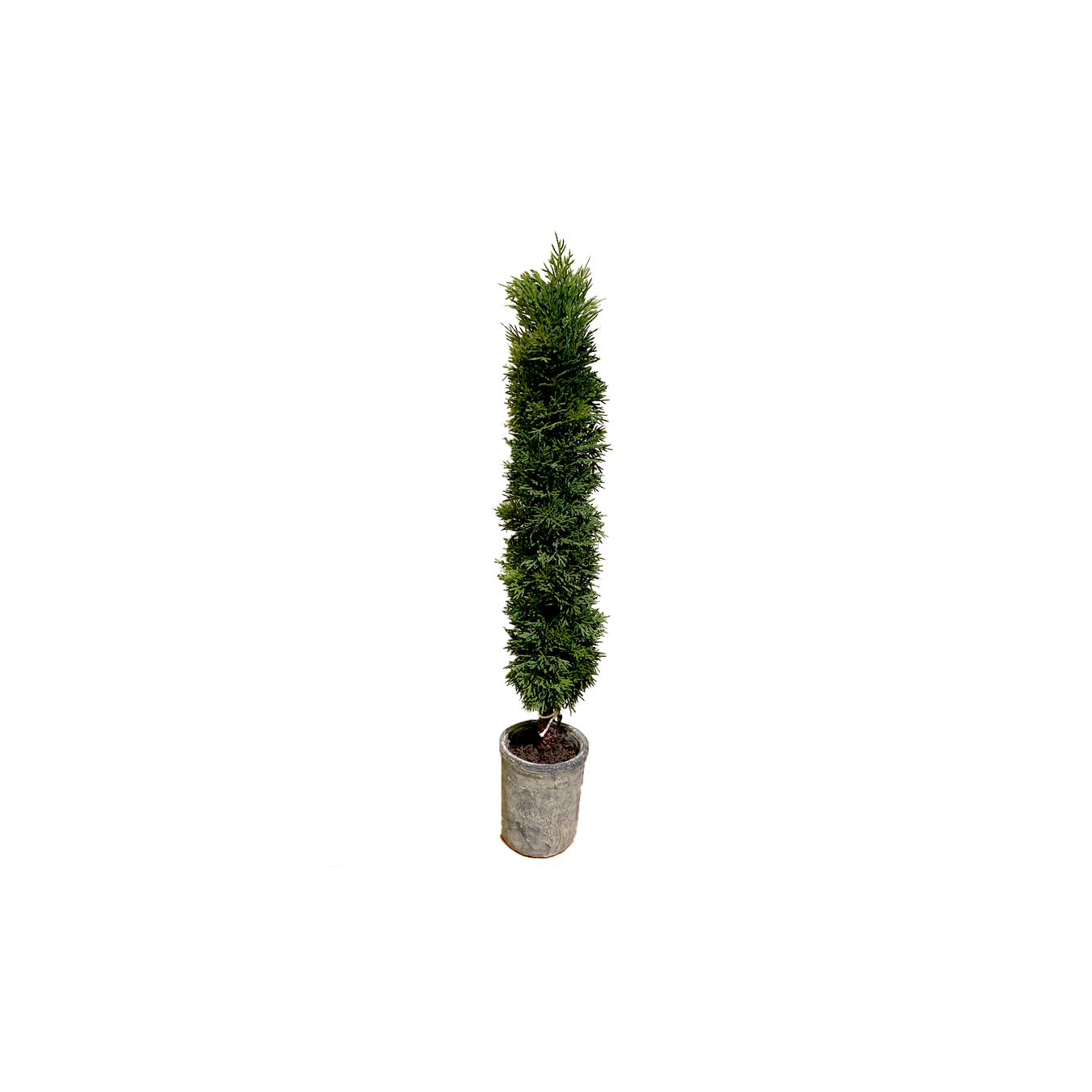 Mini Conifer Tree