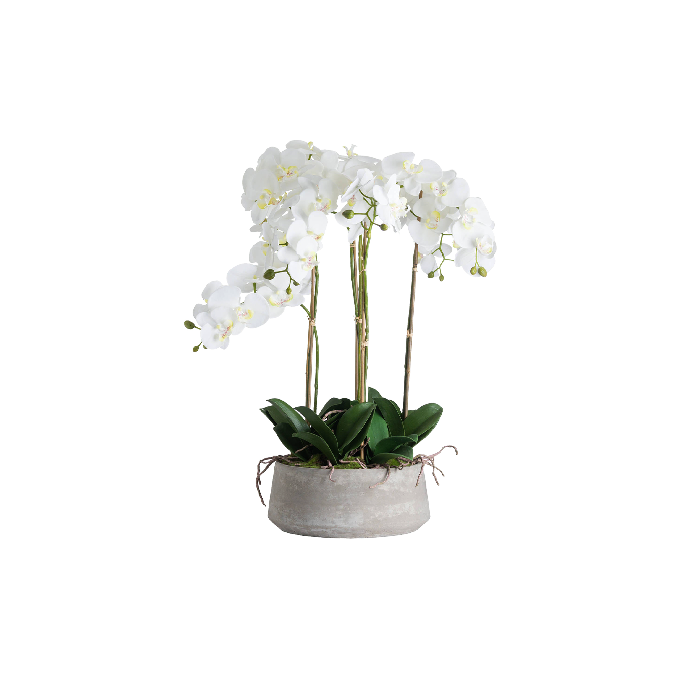 Large Stone Potted Orchid