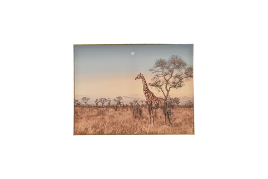 Giraffe Savannah