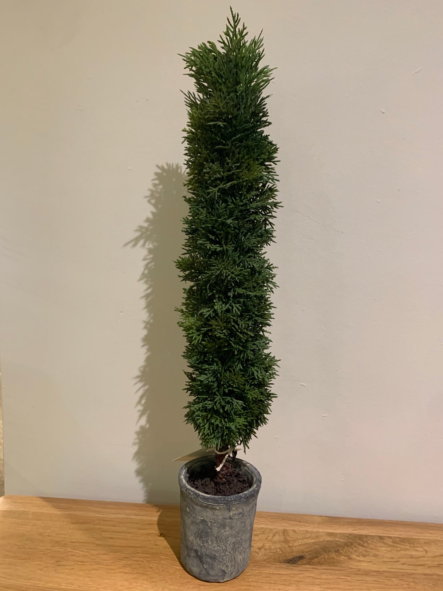 Mini Conifer Tree