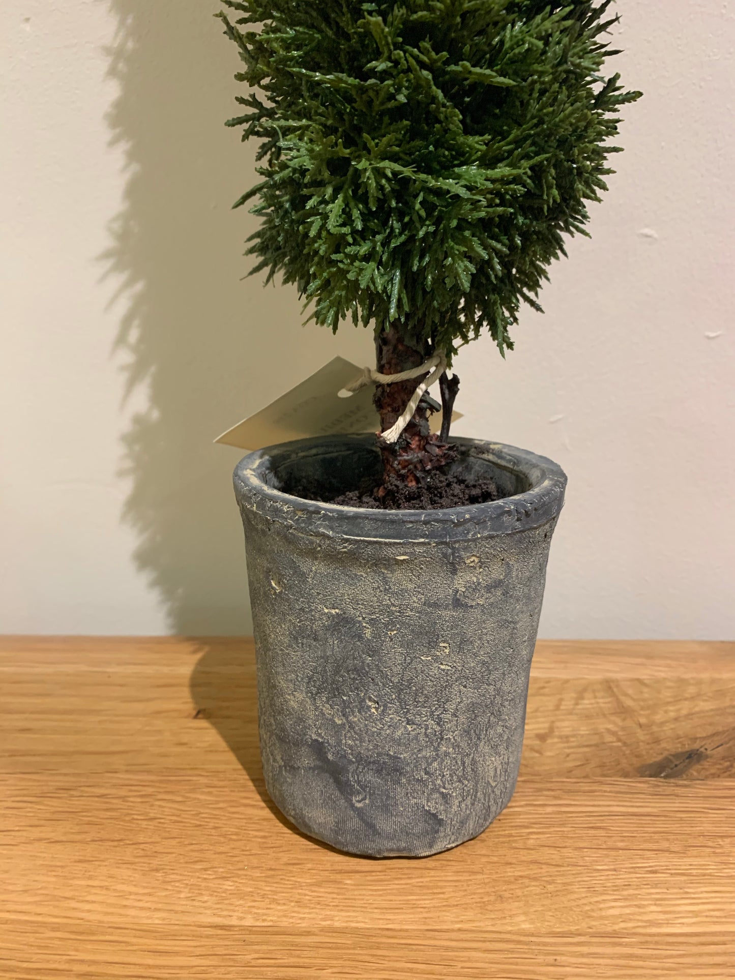 Mini Conifer Tree
